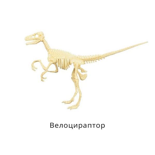 Конструктор скелет Велоцираптор Mideer Toys MD0123 фото