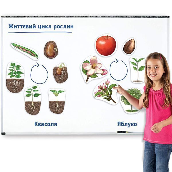 Демонстрационный набор на магнитах Цикл жизни Растения Learning Resources LER6045 фото