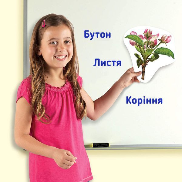 Демонстрационный набор на магнитах Цикл жизни Растения Learning Resources LER6045 фото