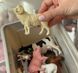 Набір реалістичних фігурок Ферма (11 шт) Mideer Toys MD2263 фото 6