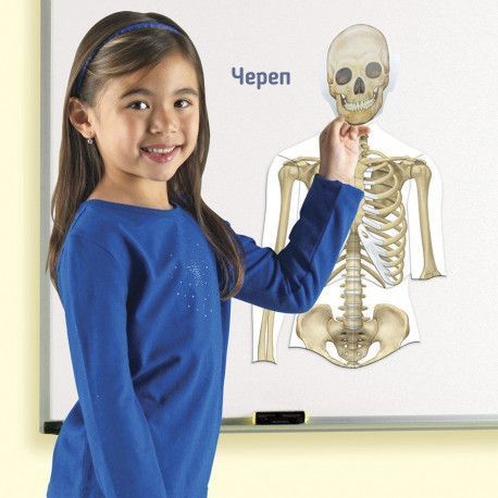 Демонстрационный набор на магнитах Тело человека Learning Resources LER6044 фото