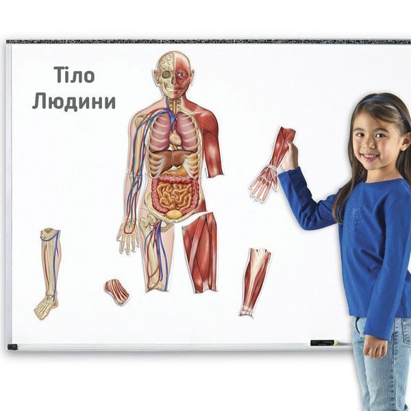 Демонстрационный набор на магнитах Тело человека Learning Resources LER6044 фото