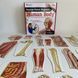 Демонстрационный набор на магнитах Тело человека Learning Resources LER6044 фото 9