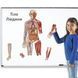 Демонстрационный набор на магнитах Тело человека Learning Resources LER6044 фото 5