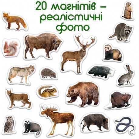 Магниты Лесные животные (реалистичные фото) Набор для раннего развития Magdum ML4031-29 фото